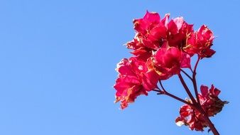 bright pink buds on a bush branch in the garden