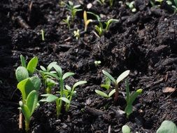Flowers Seedlings growing in potting soil
