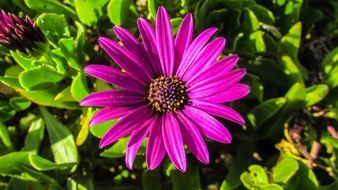 african daisy in the garden