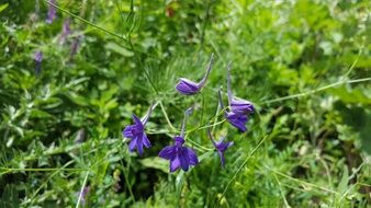 Beautiful Consolida Regalis Flowers with the green grass