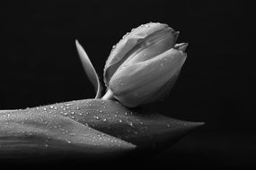 black and white photo of a tulip on a dark background