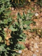 Leaves of the silver white cistus