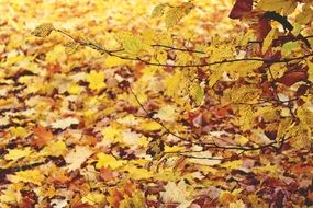 incredibly delicious Golden Yellowleaves