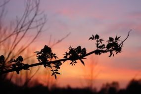 branch silhouette against a bright evening sky