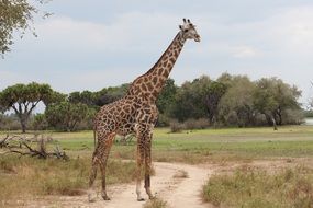 giraffe in reserve in africa