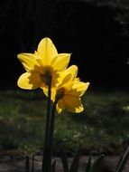 daffodil flowers in spring rays