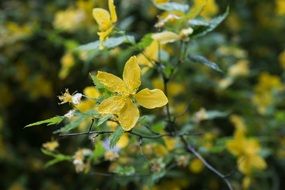 bush branch with yellow flowers