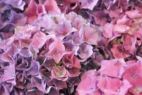 Purple and Pink Hydrangea Flowers, background