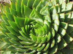 Echeveria as a spiral