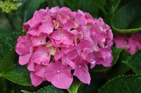 closeup Picture of pink Hydrangea Flowers