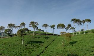 Green Verdant Summer