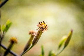 macro photo of oblong flowering on a branch on a blurred background