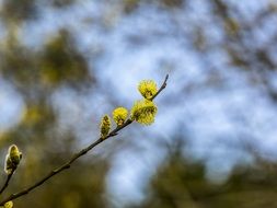 incredibly handsome Willow Spring Tree