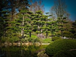 Japanese Cedar