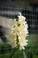 Beautiful white and yellow flowers in front of the fence