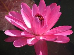 bright pink lotus in the bright sun close up