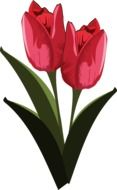 painted two red tulips