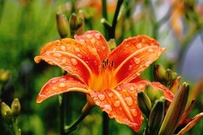 orange garden lily in drops of water close-up