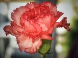 pink carnation close-up