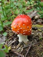 small forest mushroom, fly agaric