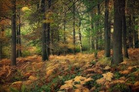 Woodland in autumn
