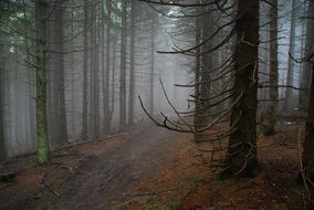 Forest The Fog Tree Konary