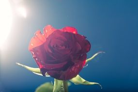 red rose on a blue background