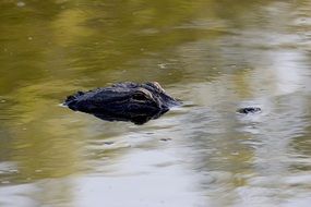 crocodile swims underwater