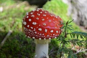 spotted red fly agaric