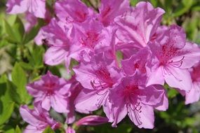 closeup photo of Azalea, shrub with pink Flowers at Spring