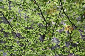 tree branches with small green leaves