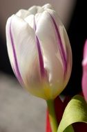 White and purple Tulip