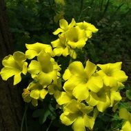 plant Oxalis pes-caprae close up