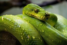 tropical Green Tree Python