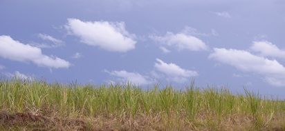 A Bed Of Reeds as a Landscape