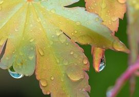 raindrops on the leaf