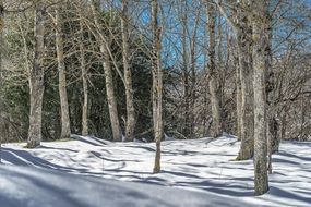 Snowy Landscape of forest in winter time