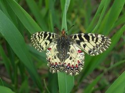 Colorful butterfly on green grass