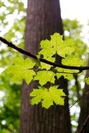 green foliage around a thick trunk