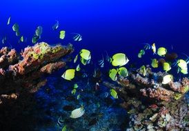 Tropical Fish Underwater