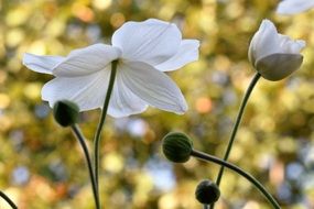 white anemone blossoms