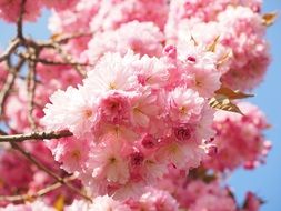 wallpaper with pink cherry blossoms