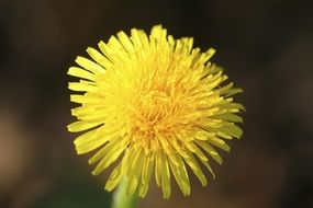 macro photo of Yellow Dandelion in a Meadow