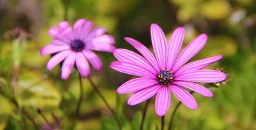 bright pink flowers close-up