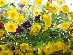 yellow petunia flowers in the garden