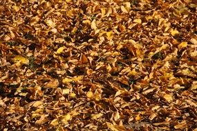 dry yellow fallen Leaves, background