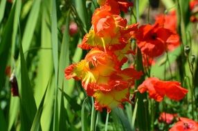 yellow red gladiolus on summer glade
