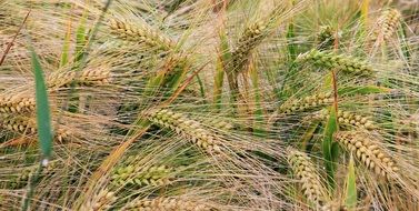 ears of wheat field close-up