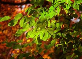 green foliage at autumn background