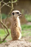 meerkat sits on a stone and looks into the distance